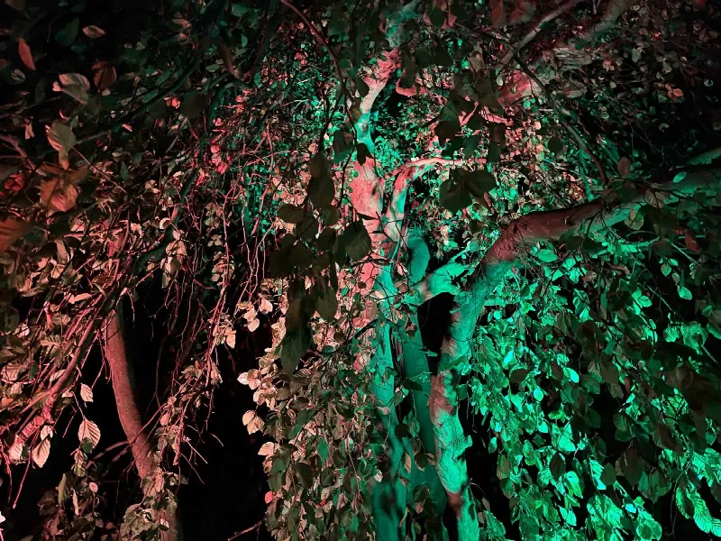 Verzweigter Baum bei Nacht, mit grünen und rosafarbenen Strahlern von unten inszeniert