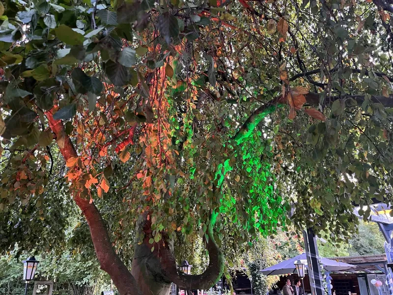 Alter Baum im Gartenhof, von unten in Grün und Orange angestrahlt, dazwischen Laternen und Gartenmöbel