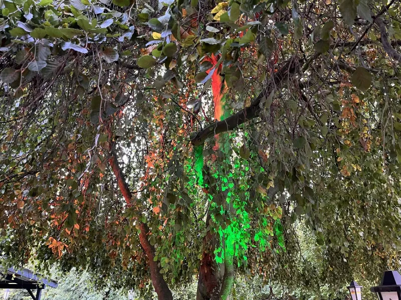 Hängende Baumkrone, mit grünen und orangen Strahlern von unten beleuchtet, im Hintergrund Gartenlaternen