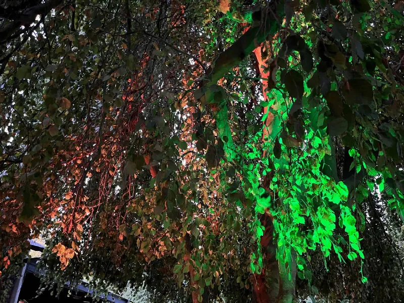 Baumstamm und herabhängende Zweige leuchten grün und orange im Dämmerlicht